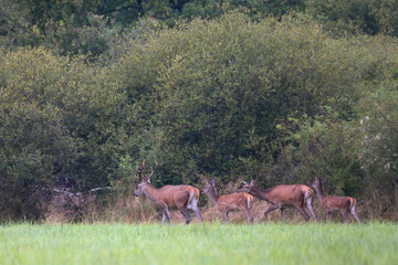 Fototapeta premium Red deer stag, doe and fawns walking on the edge of a plain. Cervus elaphus, Sologne, Loiret 45, région Centre Val de Loire, France, European Union, Europe