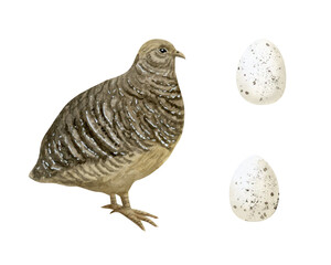Quail with eggs watercolor illustration set isolated on white background. Farm bird in realistic detailed style for village and farming clipart. Old World chicken hand drawn sketch