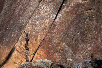 Plant stem against a rock face in the Royal Natal National Park, Drakensberg mountains, South Africa