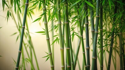 Obraz premium Bamboo plant stems and foliage.