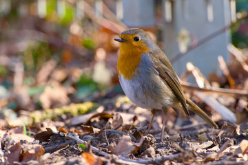 European robin standing on the ground close-up