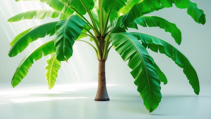 Obraz premium Banana trees set against a white background.