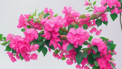 Blooming Pink Bougainvillea Flower branch on a white backdrop.
