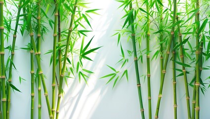 bamboo on a white background, isolated