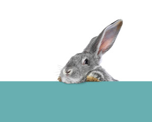 Cute fluffy rabbit peeking out from turquoise paper on white background