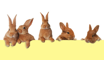 Cute fluffy rabbits peeking out from light yellow paper banner on white background