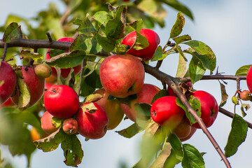 Red apples on a branch