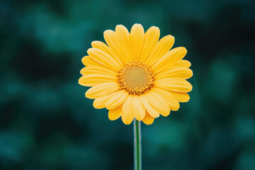 Obraz premium A vibrant yellow flower blooming against a blurred green background.