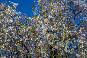 The first blooming plant of spring. Almond tree flowers.