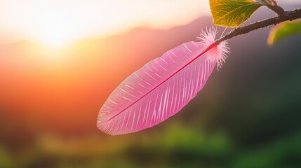 Pink feather, sunset backdrop