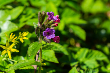 Vivid and bright pulmonaria flowers on green leaves background close up
