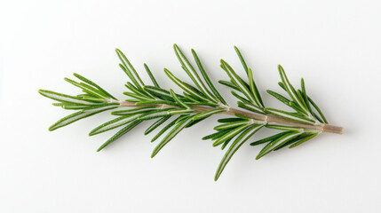 Fototapeta premium Fresh green rosemary herb on a white background, perfect for culinary presentations. isolated on white background.