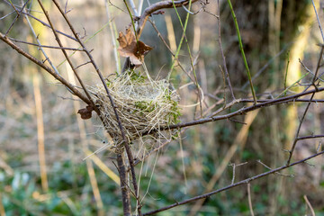Empty bird's nest on delicate branches of a shrub in the forest in spring