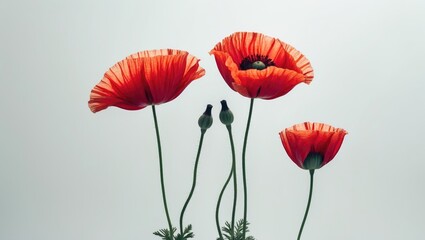 Obraz premium Poppy flowers with bud, separated