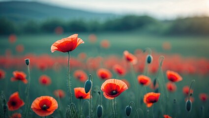 Fototapeta premium Poppy fields flourishing in a sea of red