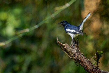 Oriental magpie-robin sitting on branch, Old magazine house, Ganeshgudi, Dandeli, Karnataka, Western Ghats