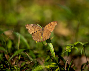 Chocolate pansy or Chocolate soldier or Junonia iphita, Old magazine house, Ganeshgudi, Dandeli, Karnataka, , Western Ghats