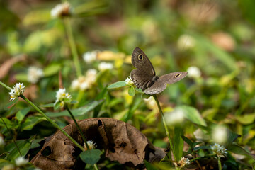 common five ring, old magazine house, ganeshgudi, dandeli, karnataka, India