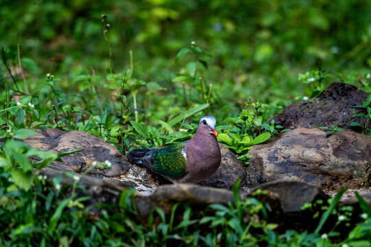 Common emerald dove sitting among grass to drink water, Old magazine house, ganeshgudi, dandeli, karnataka, western ghats