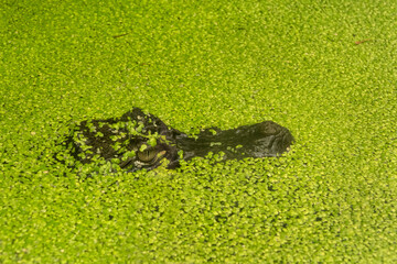 Spectacled Caiman Hiding In Duckweed