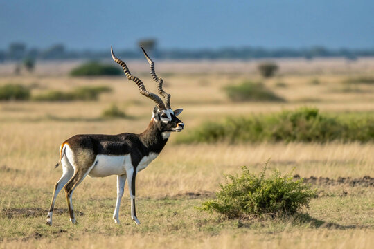 Fototapeta indian black buck antelope standing isolated over