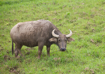 Chinese buffalo in the city of Yangshuo