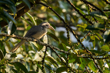 Malabar grey hornbill at Old Magazine House, Ganeshgudi, Dandeli, Karnataka