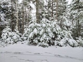 Snow-covered pine trees in a winter forest.