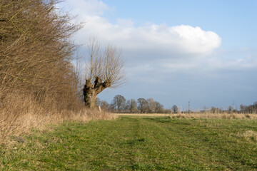 Landscape with forest edge, meadow, and pastures in spring