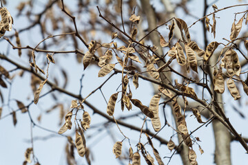 Close up of a brown color 'Robinia pseudoacacia' seed pod against a bright nature background