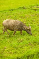 Chinese buffalo in the city of Yangshuo