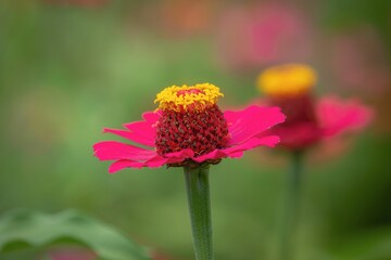 Vibrant Pink Zinnia Flower