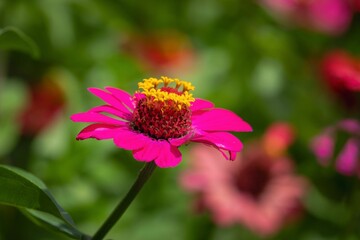 Vibrant pink zinnia close-up