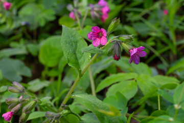 Vivid and bright pulmonaria flowers on green leaves background close up
