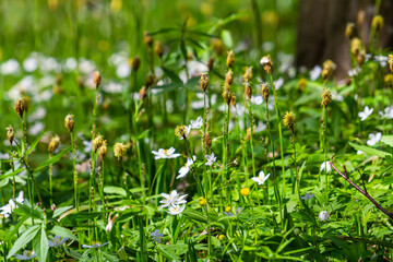 Fototapeta premium Sedge hairy blossoming in the nature in the spring.Carex pilosa. Cyperaceae Family