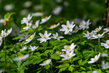The many white wild flowers in spring forest. Blossom beauty, nature, natural. Sunny summer day, green grass in park. Anemonoides nemorosa