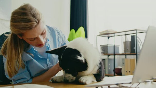 Charming blonde Caucasian woman leaning toward black and white corgi while sitting at her desk. Petting beloved animal while smiling warmly. Cozy workspace with laptop and shelves.