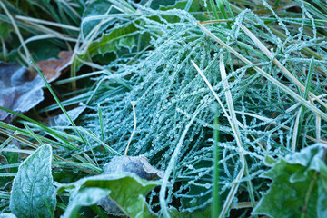 Frost on grass and leaves, morning hoarfrost