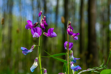 Lathyrus vernus in bloom, early spring vechling flower with blosoom and green leaves growing in forest, macro