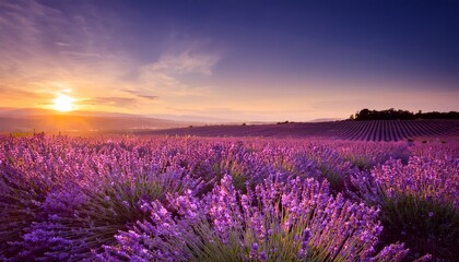 Obraz premium Blurred lavender field at sunset, creating a dreamy and romantic atmosphere. Perfect for perfume, cosmetics, and luxury branding