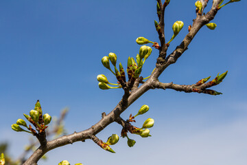 Buds prunus avium, commonly called wild cherry, sweet cherry, gean, or bird cherry. Budbreak. Springtime