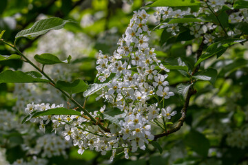 Selective focus photo. Bird cherry tree , Prunus padus blooming