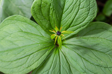Paris quadrifolia in bloom. It is commonly known as herb Paris or true lover's knot