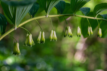 Polygonatum multiflorum flower in meadow, close up
