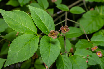 Little flowers of Euonymus verrucosus or spindle tree