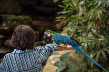 blue parrot sits on a person's hand in Thailand