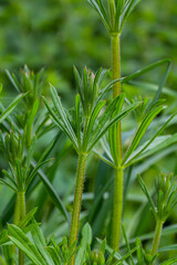 The Cleavers Galium aparine have been used in the traditional medicine for treatment of disorders of the diuretic, lymph systems and as a detoxifier