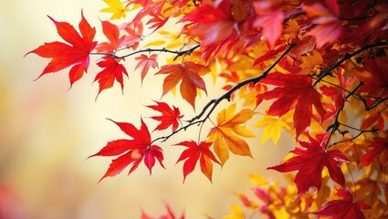 Colorful autumn leaves. Fall season. Autumn foliage. Natural backdrop.