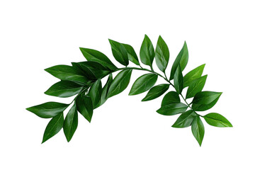 Obraz premium vibrant green branch with glossy leaves is elegantly curved against transparent background, showcasing nature beauty