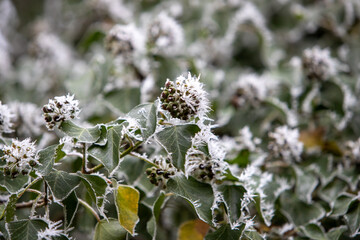 Gros plan de feuilles et de fruits de lierre, recouvert de givre dans une forêt. Scène hivernale de forêt hivernale avec des branches et des feuilles givrées.